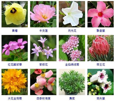 花的名字和图片|拍照识花